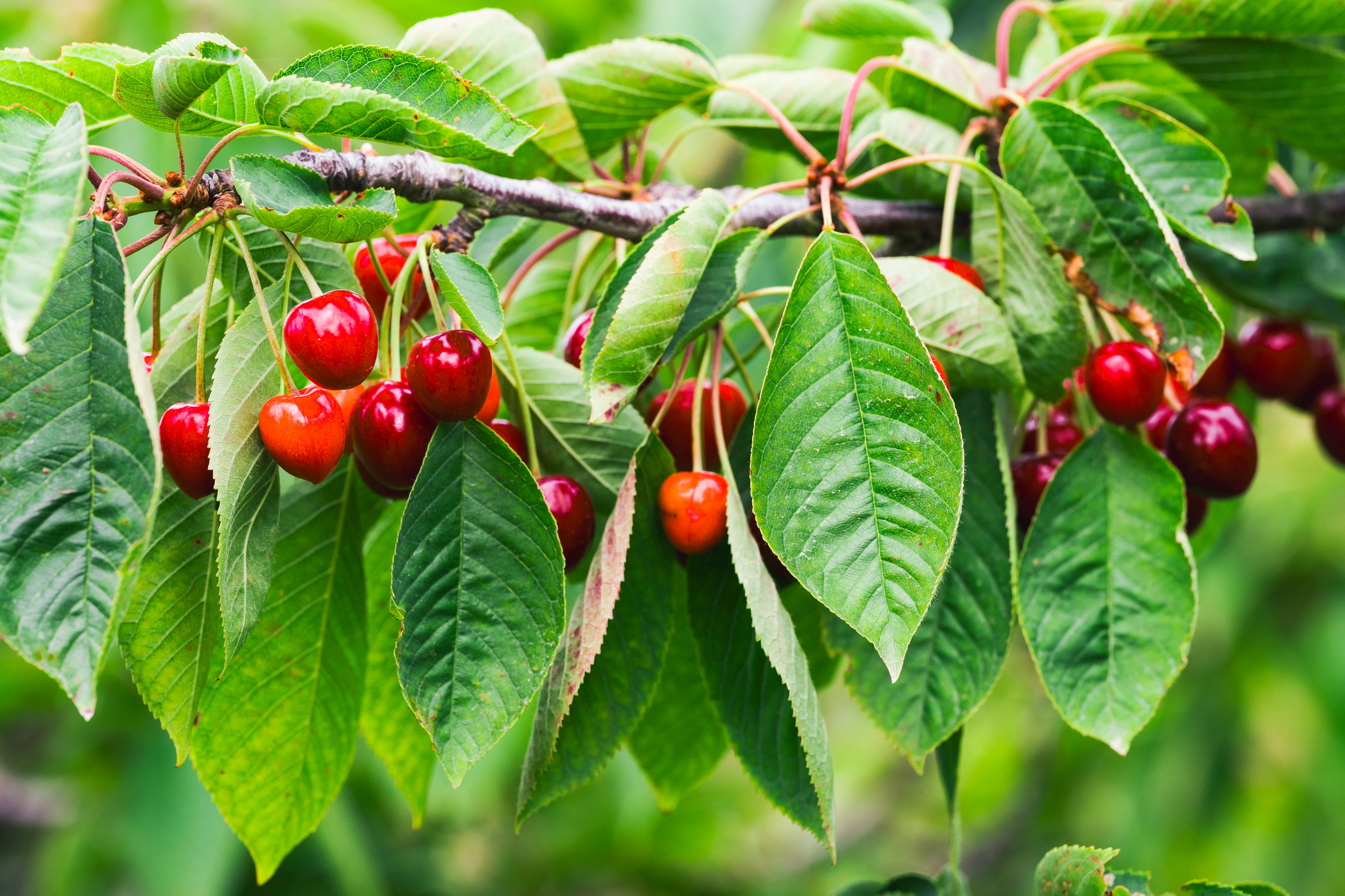 Bright red cherries growing on a tree. Photo: Aunita Cherries.