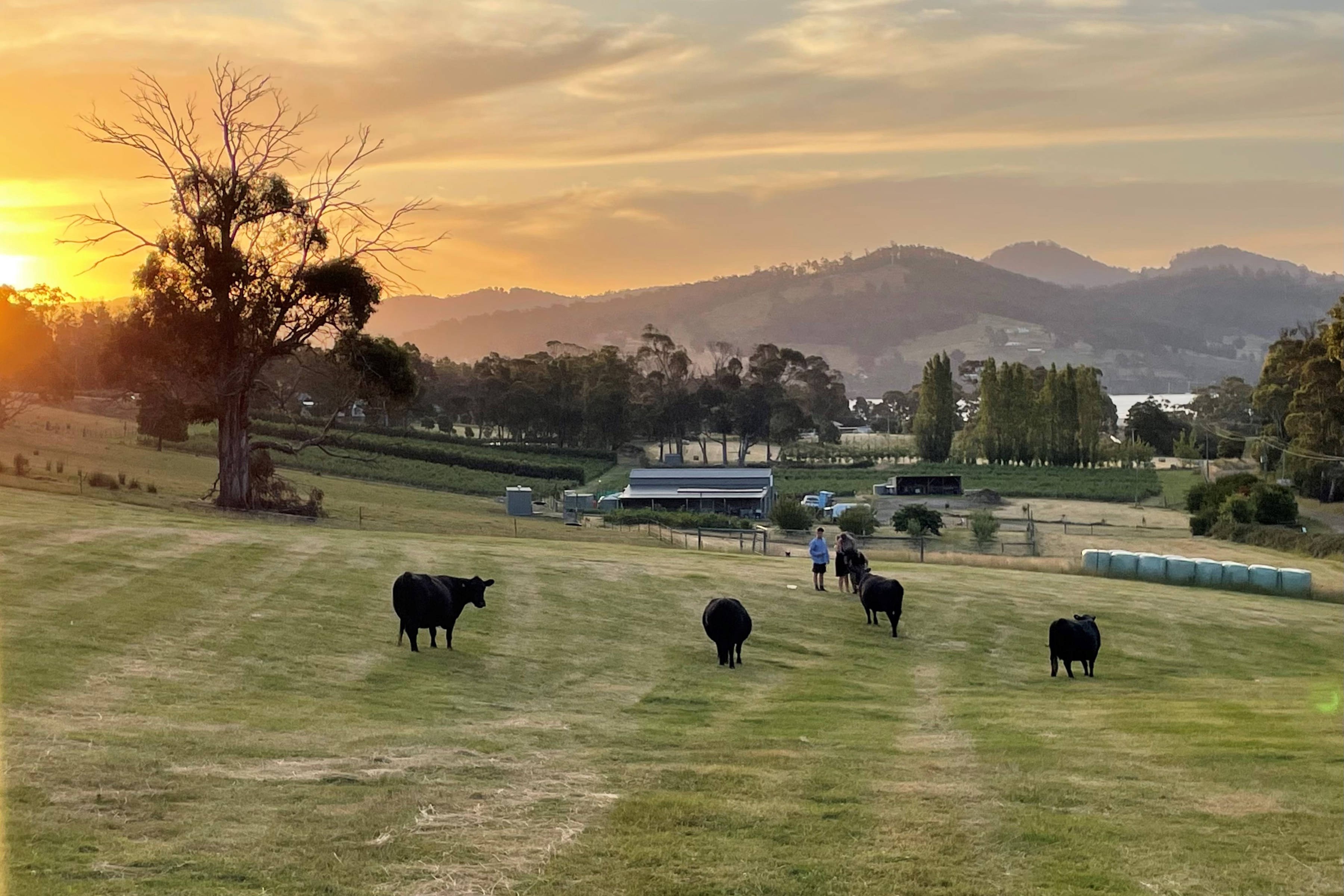 Landscape in the evening light showing cows grazing in a paddock with trees and hills in the background. Photo: Bloobs Blueberries.