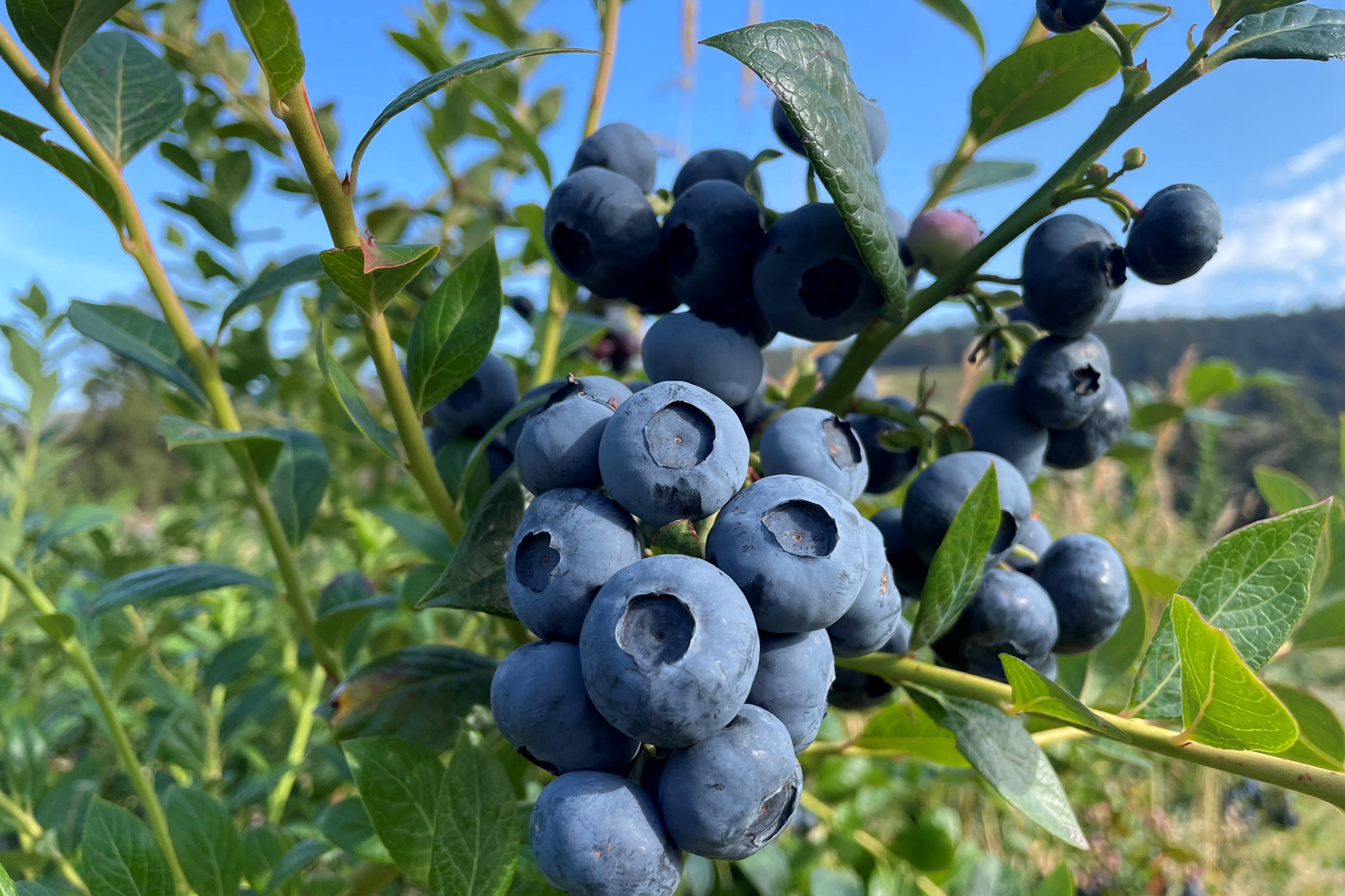 Close-up of blueberries on a bush. Photo: Bloobs Blueberries.