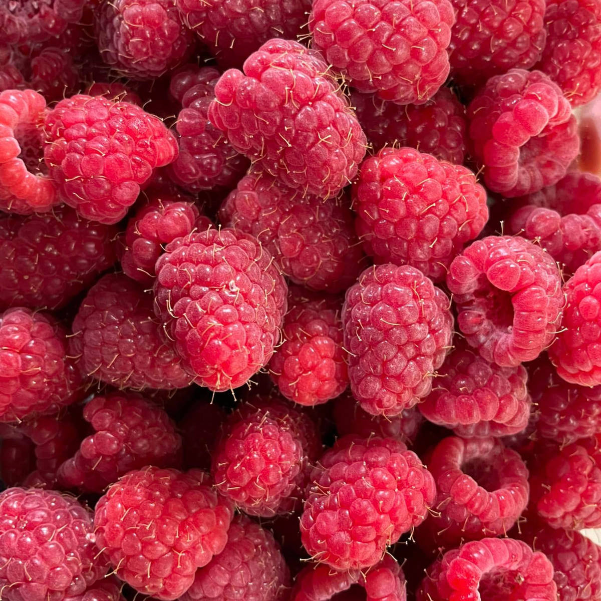 Close-up of picked raspberries. Photo: Lucaston Park Orchards.