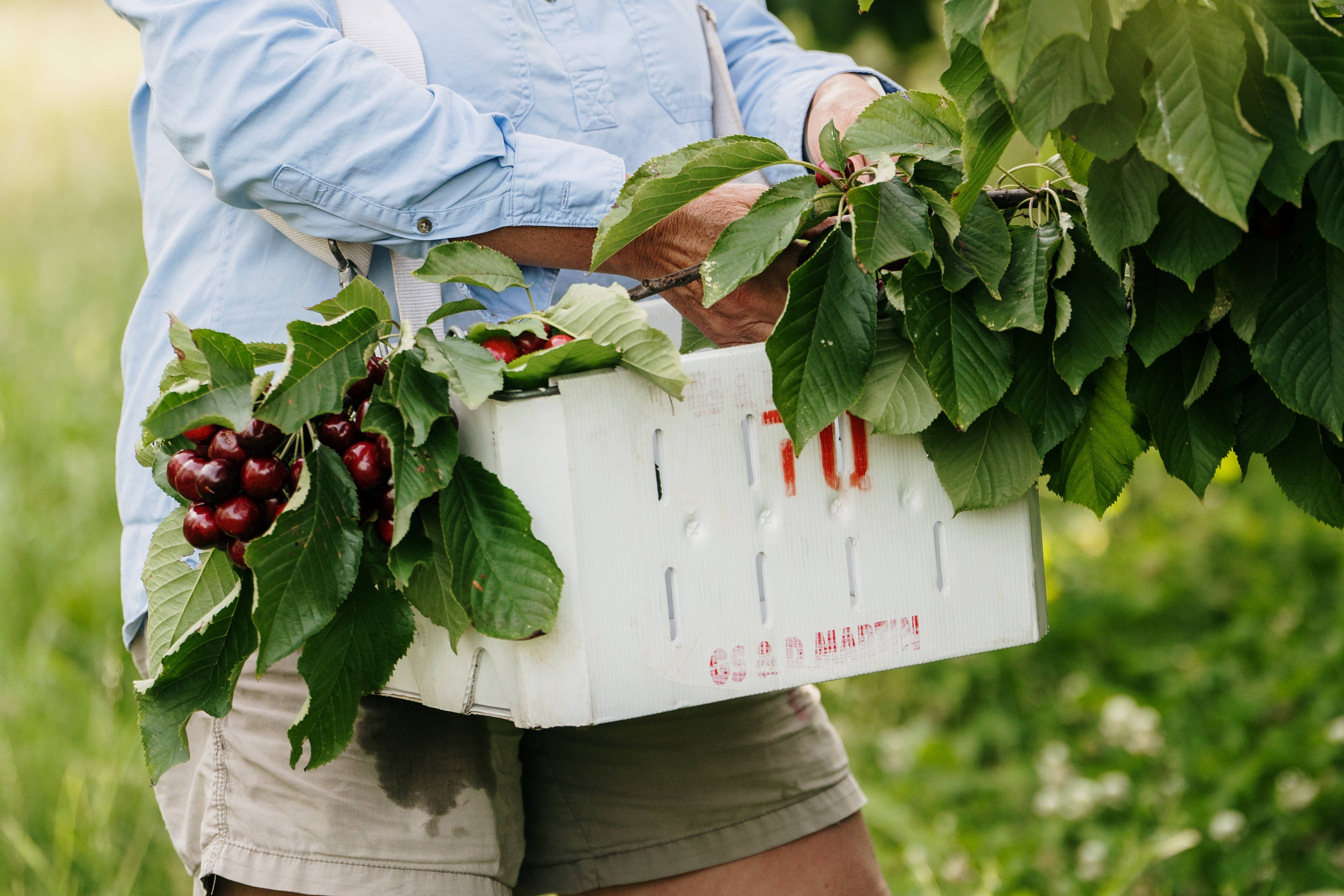 Woman picking cherries in an orchard with a picking basket hanging around her neck. Photo: Rosevears Farm.