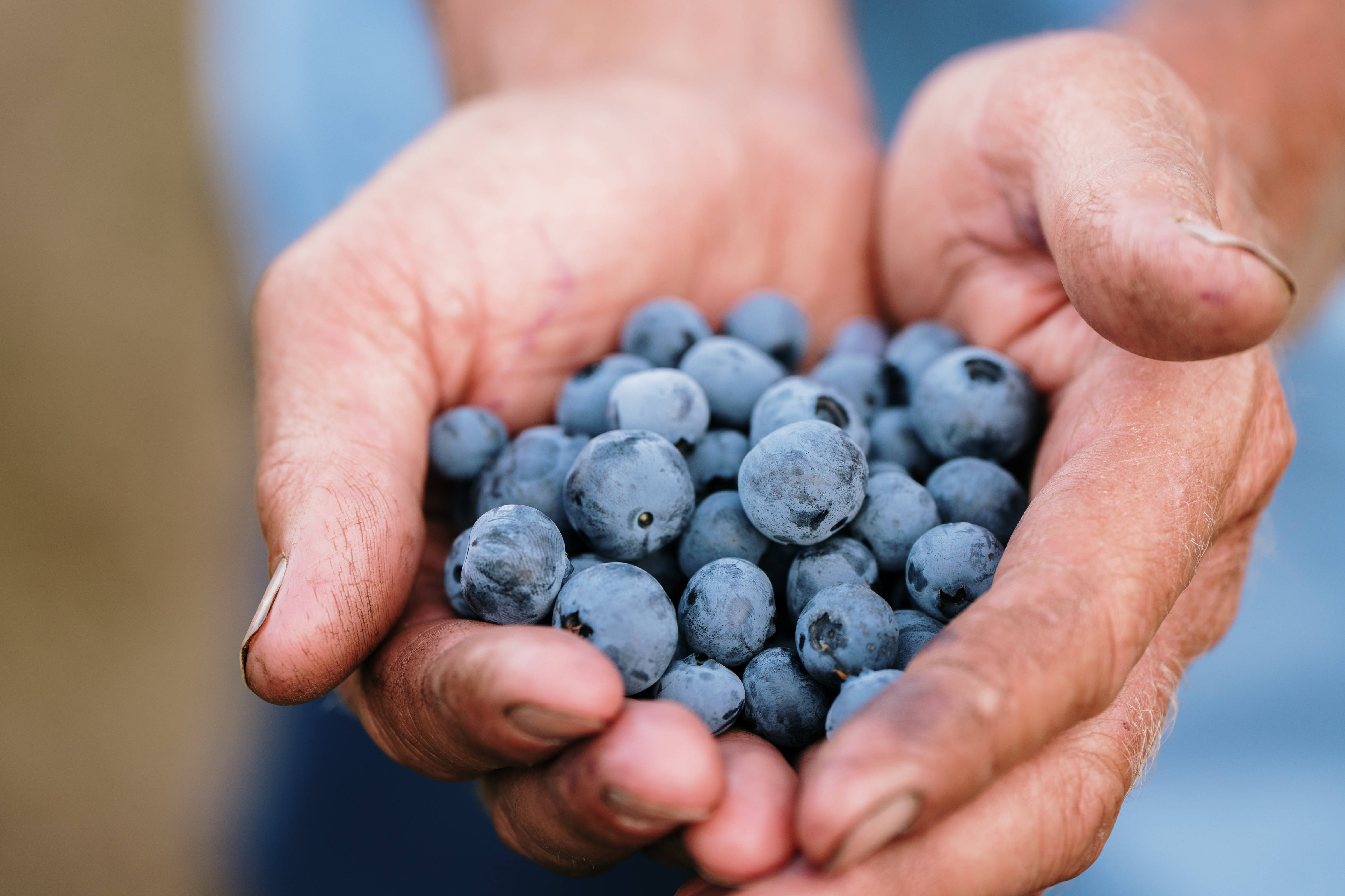 Two hands holding a pile of blueberries. Photo: Rosevears Farm.