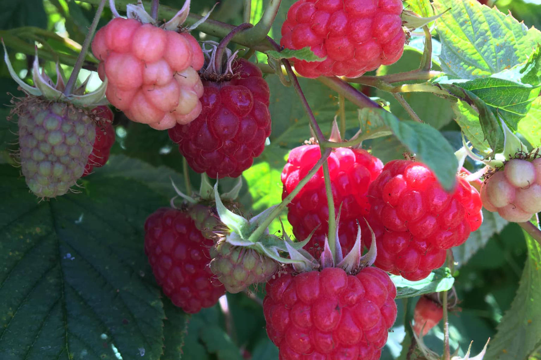 Close up of raspberries on a bush. Photo: Tru Blu Berries.