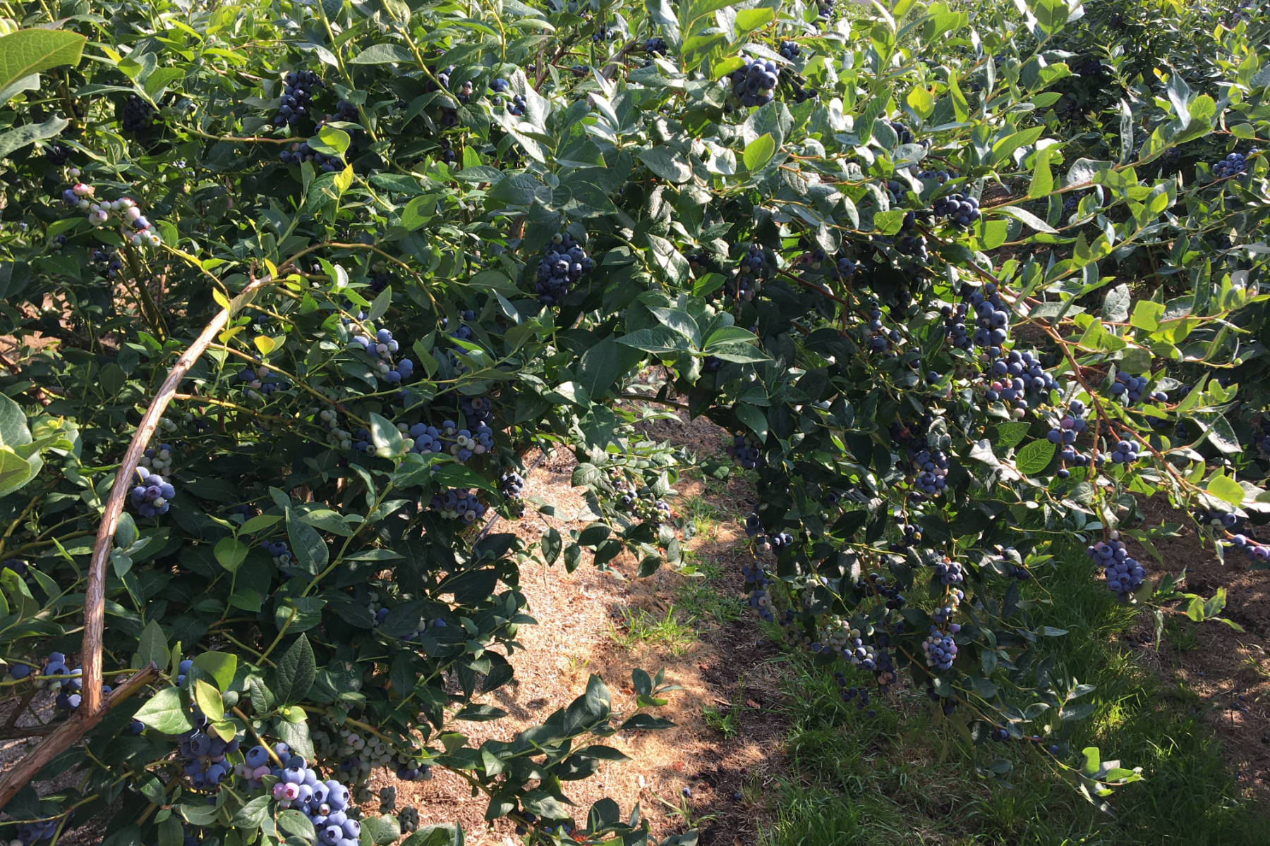 Blueberry bushes growing on a berry farm. Photo: Tru Blu Berries.