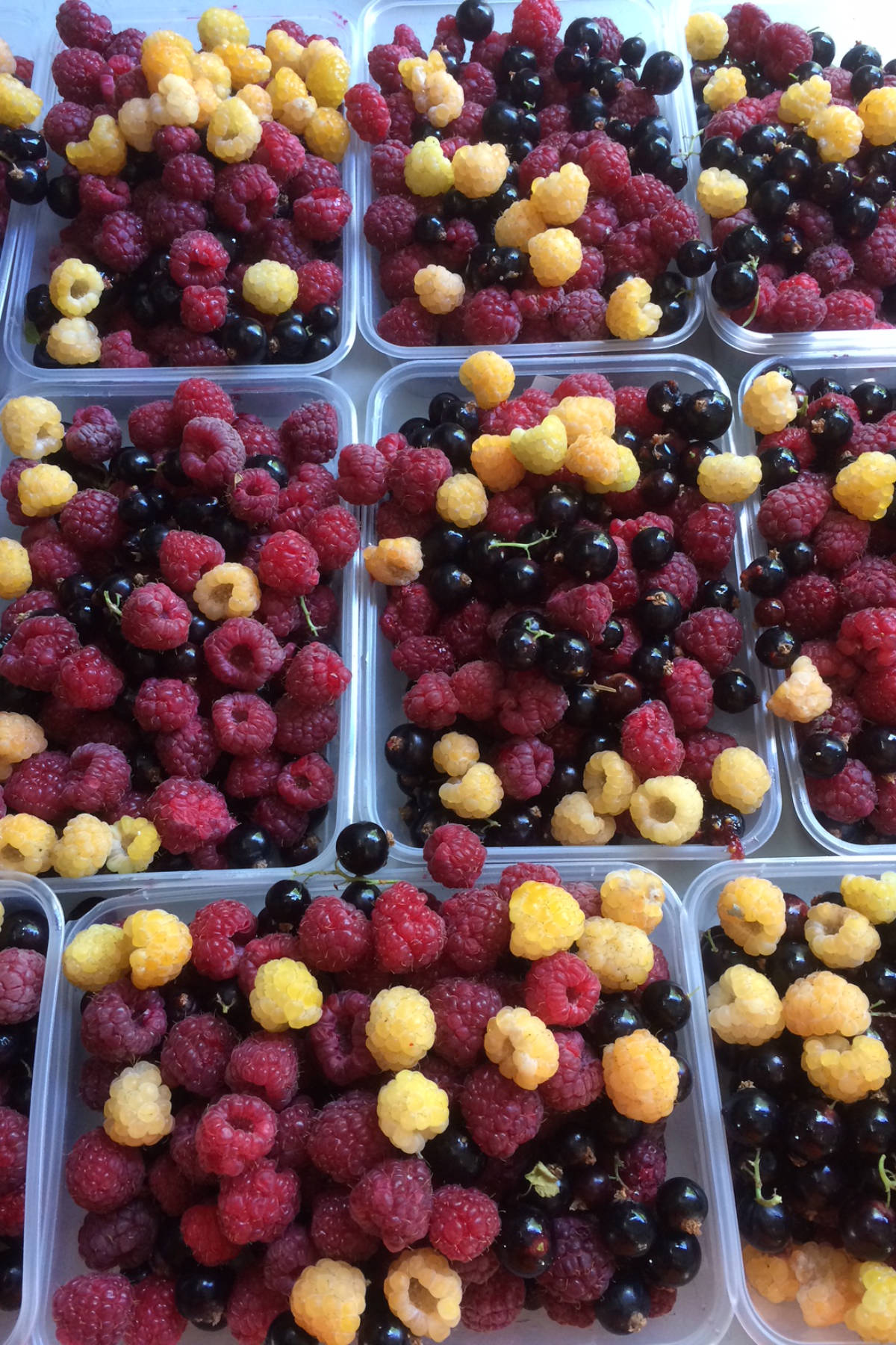 Three punnets of mixed picked berries. Photo: Westerway Raspberry Farm.