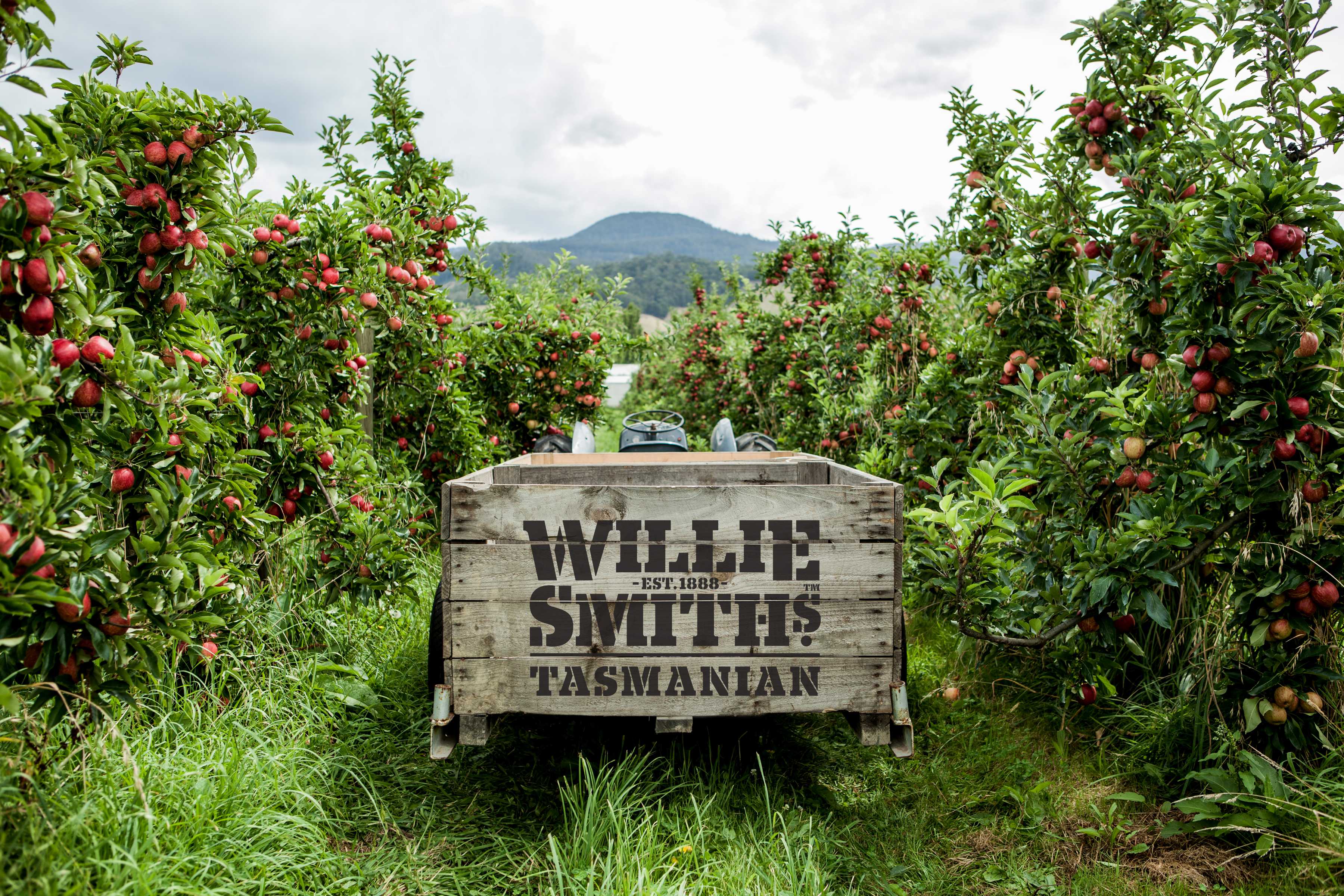 Wille Smith’s Tasmanian branded wooden apple bin sitting amongst apple trees in an orchard. Photo: Willie Smith’s.
