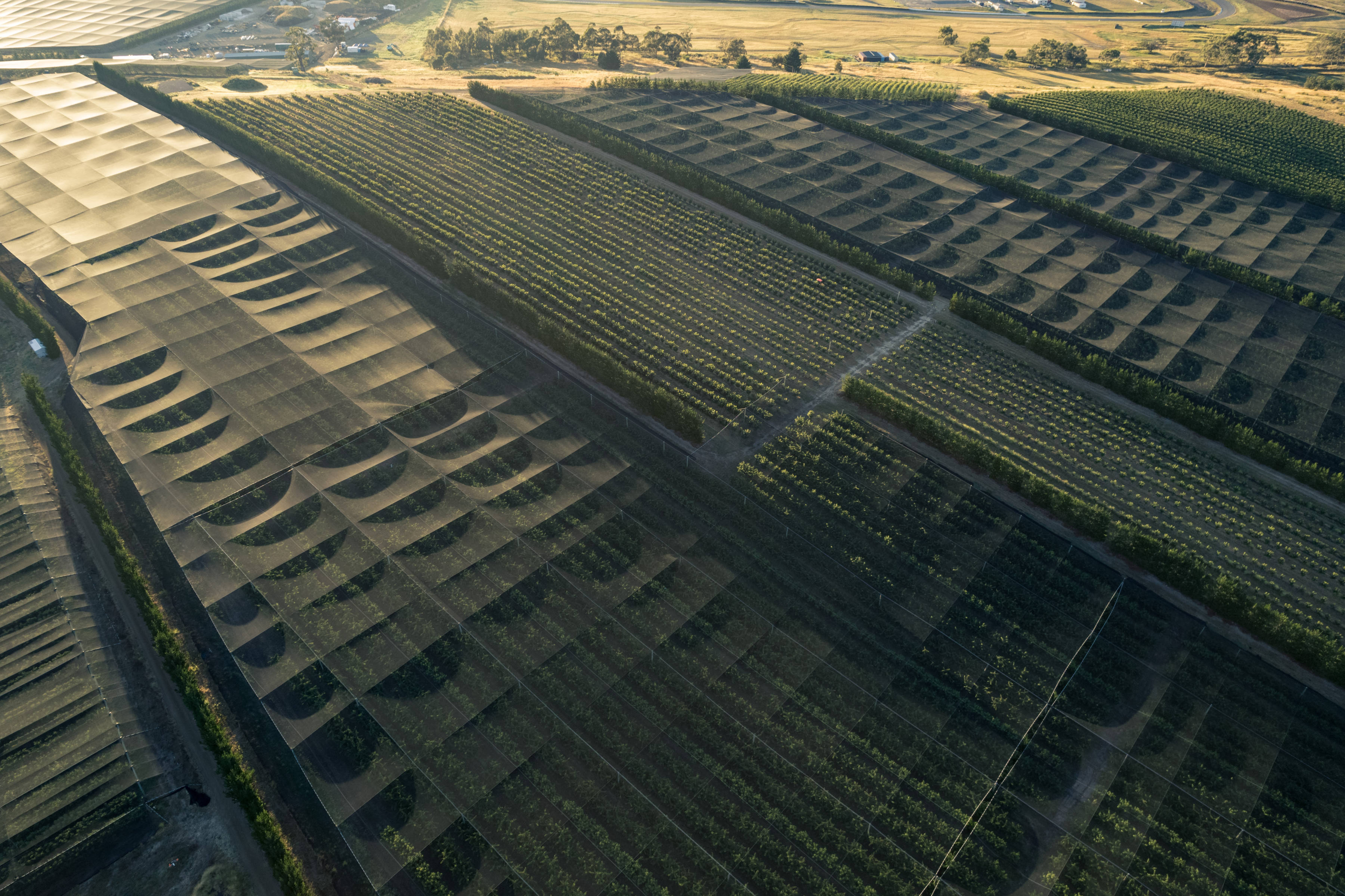 Aerial image of Cherries Tasmania Orchards, Old Beach, Tasmania. Photo: Andrew Wilson.