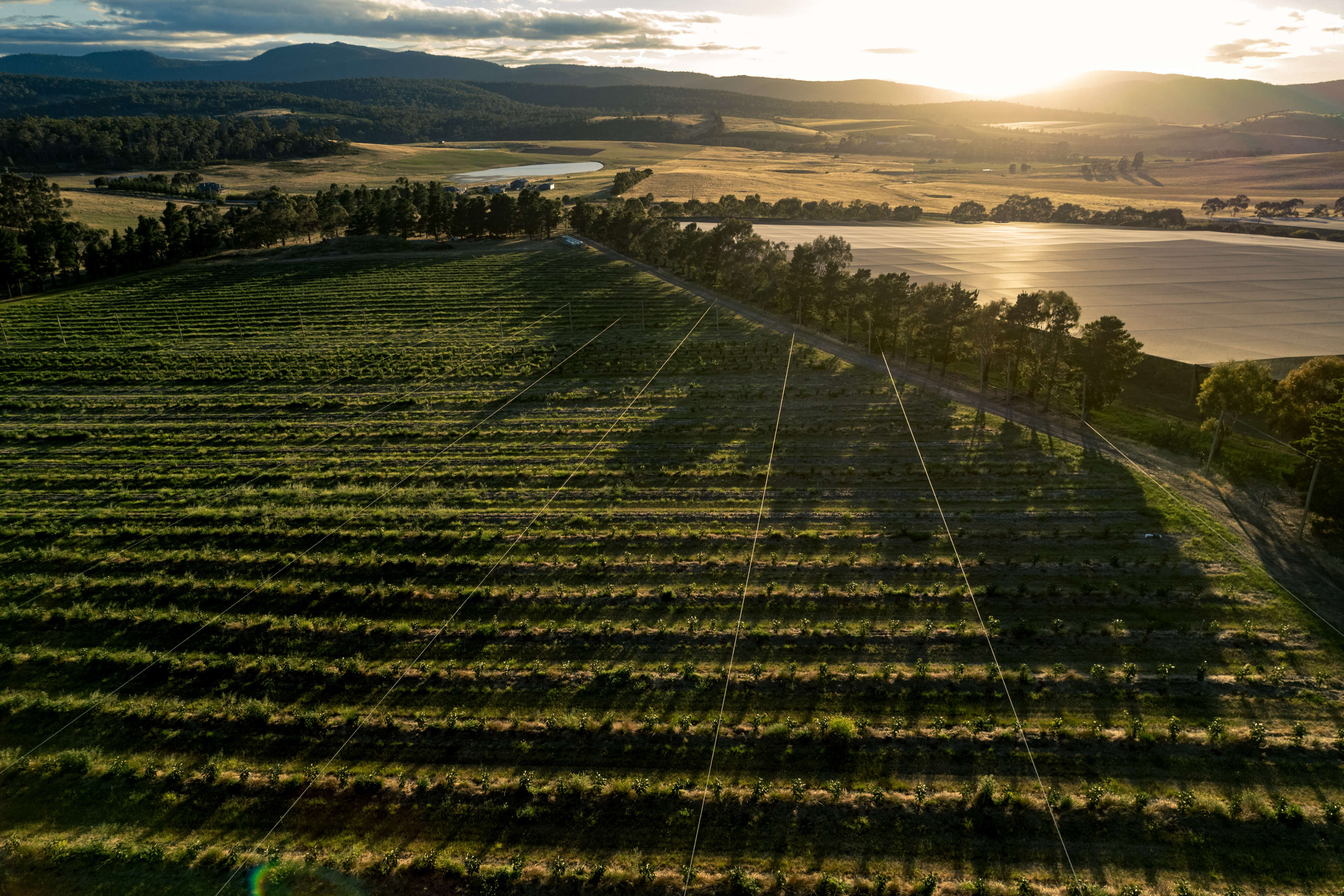 Aerial view of Lowdina Orchard, Campania, Tasmania. Photo: Andrew Wilson.