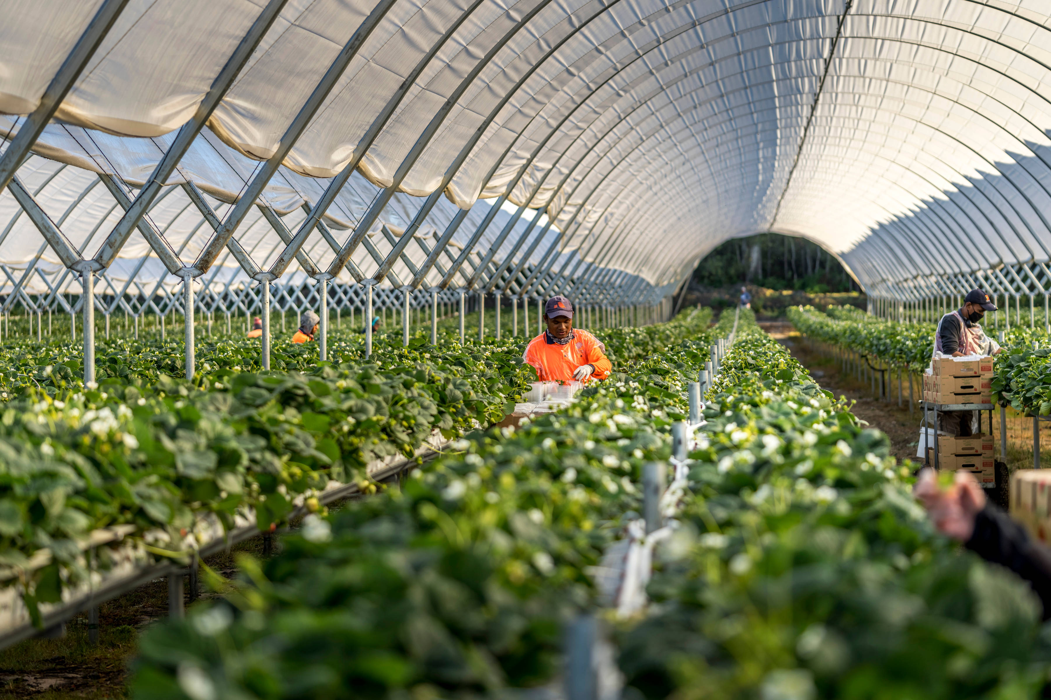 Fruit pickers working in polytunnels picking strawberries. Photo: Rob Burnett.