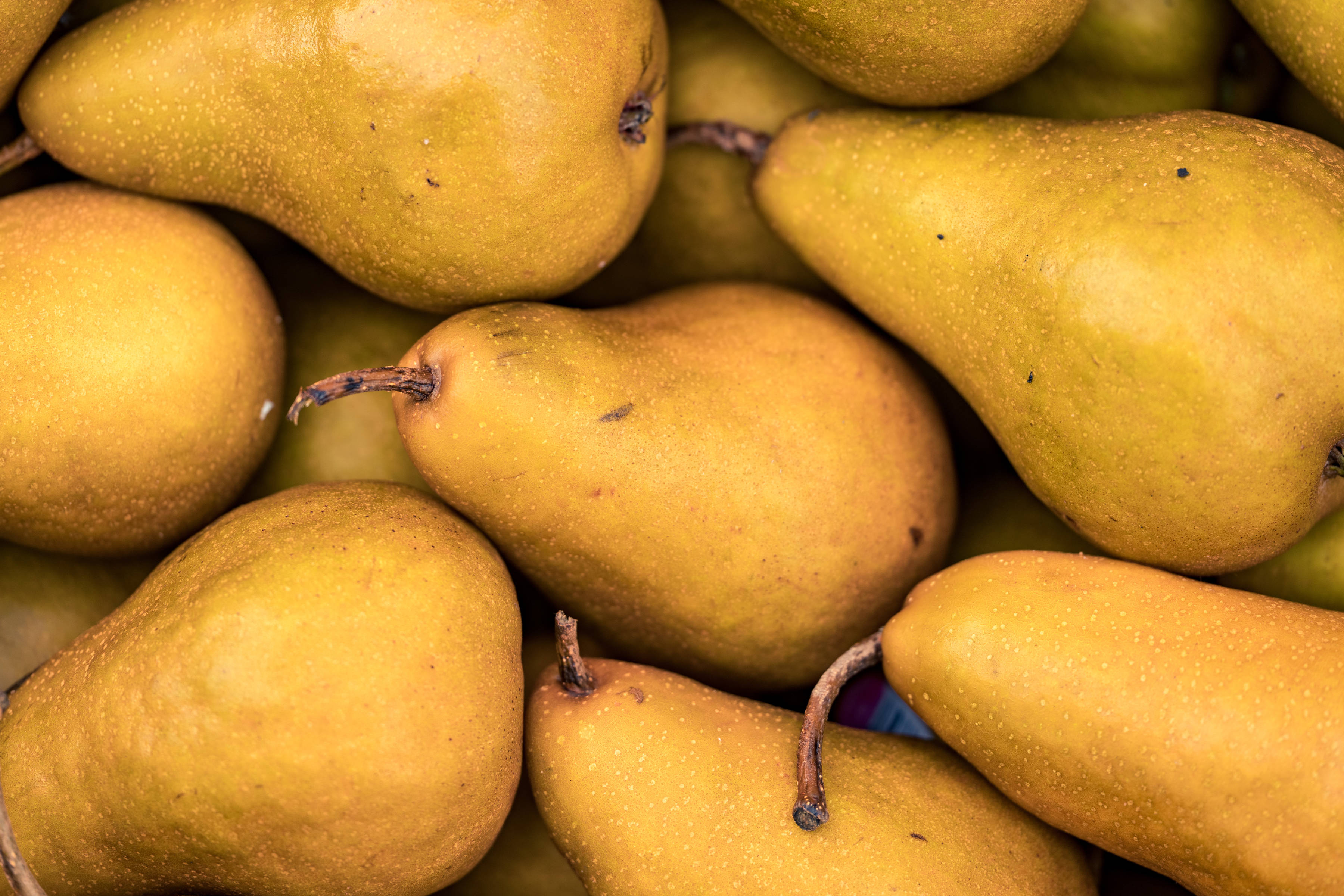 Pears by OE Hansen & Son. Photo: Andrew Wilson.