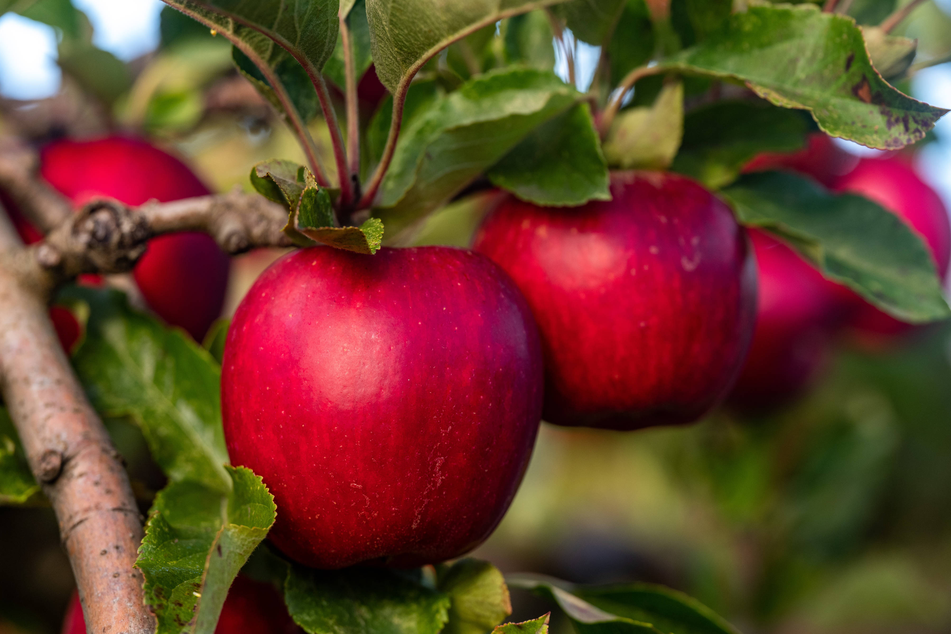 Apples by R&R Smith, Southern Tasmania. Photo: Andrew Wilson.