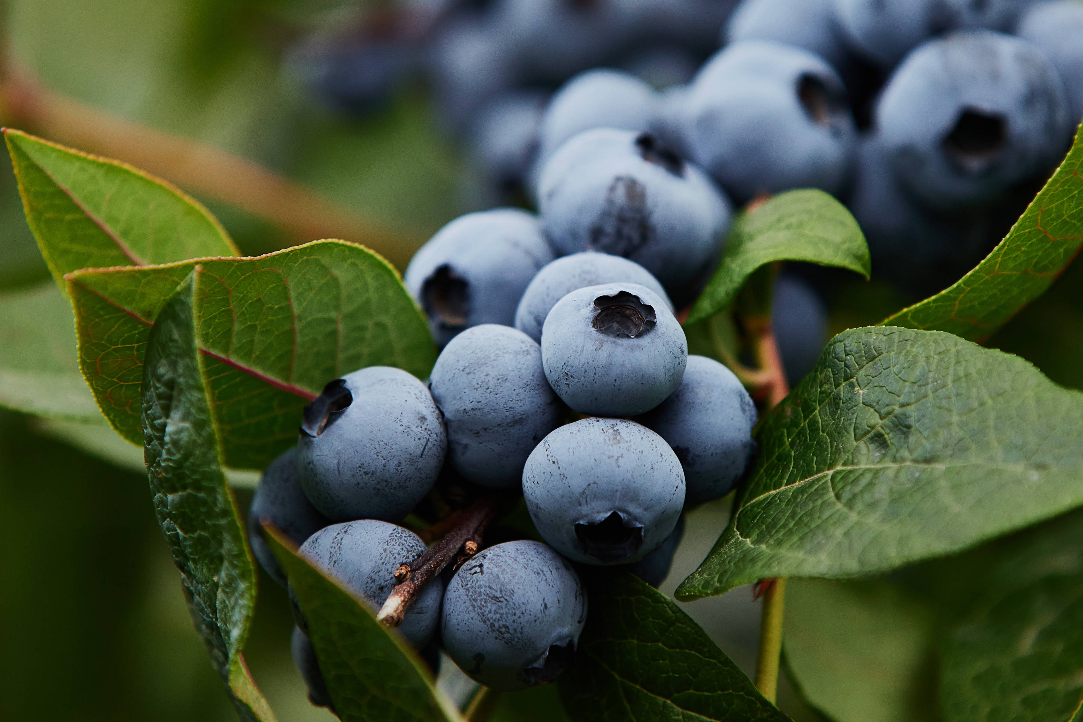 Blueberries by Tru Blu Berries, Southern Tasmania. Photo: Samuel Shelley.